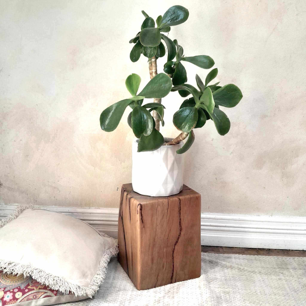 Beachy Plant Stand Wooden Marri Timber Stump block Perth Australia